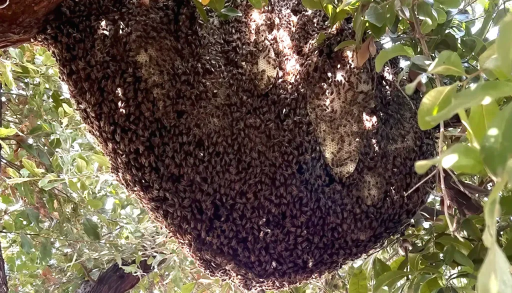 What to Do If You See a Bee Swarm in Phoenix