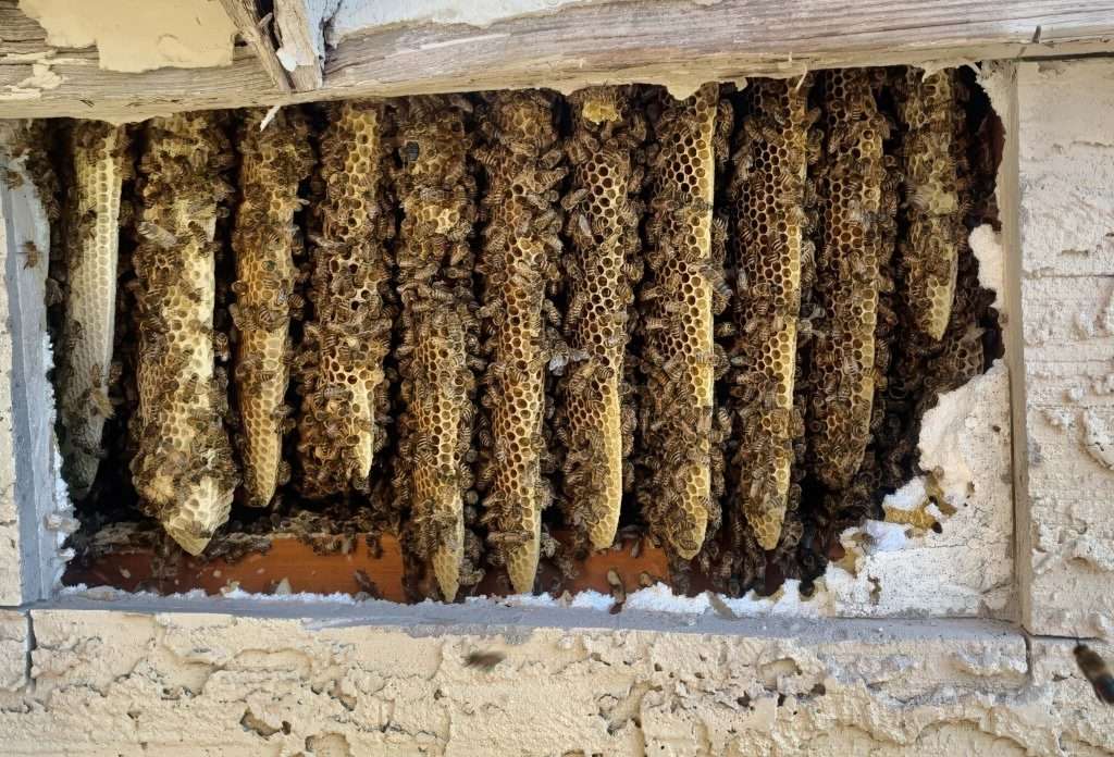 live bee hive inside wall cavity showing active honeycomb and bees before removal Arizona