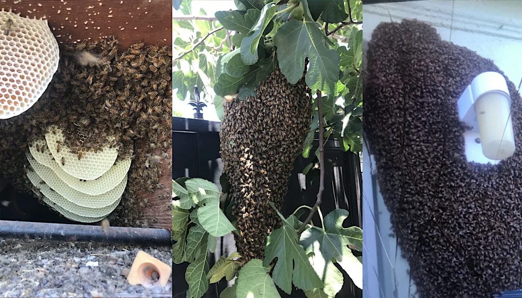 The History of Killer Bees in Arizona: How They Arrived and Their Impact