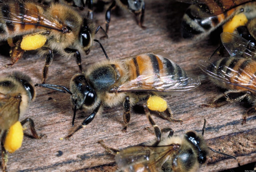 Honey bees carrying yellow pollen on weathered wood