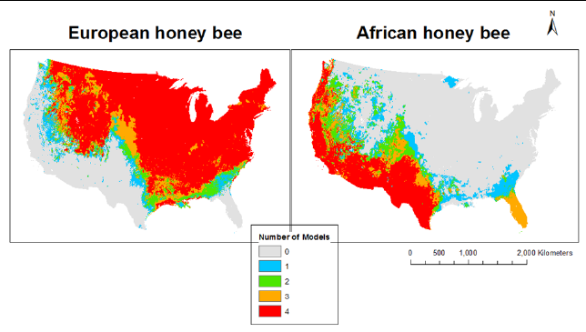 Maps comparing the predicted US range of European honey bees and African honey bees