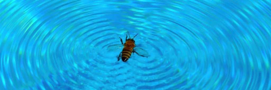 Help! Bees Have Taken Over My Pool/Shed/Irrigation Box in Phoenix! 🐝