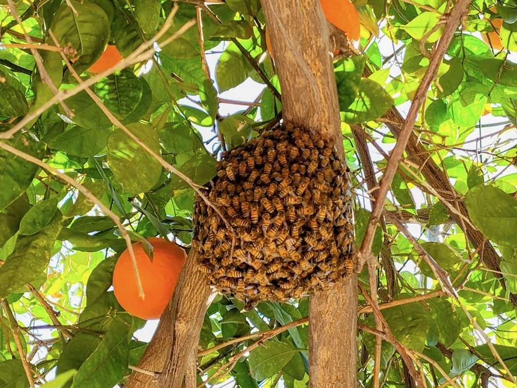 Busy Bee Pest Solutions technician removing an Africanized bee hive in Arizona