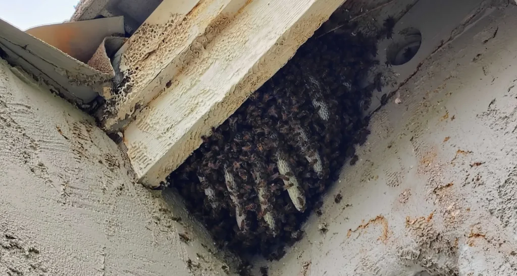 Honey bee hive attached beneath a roof eave on a stucco home