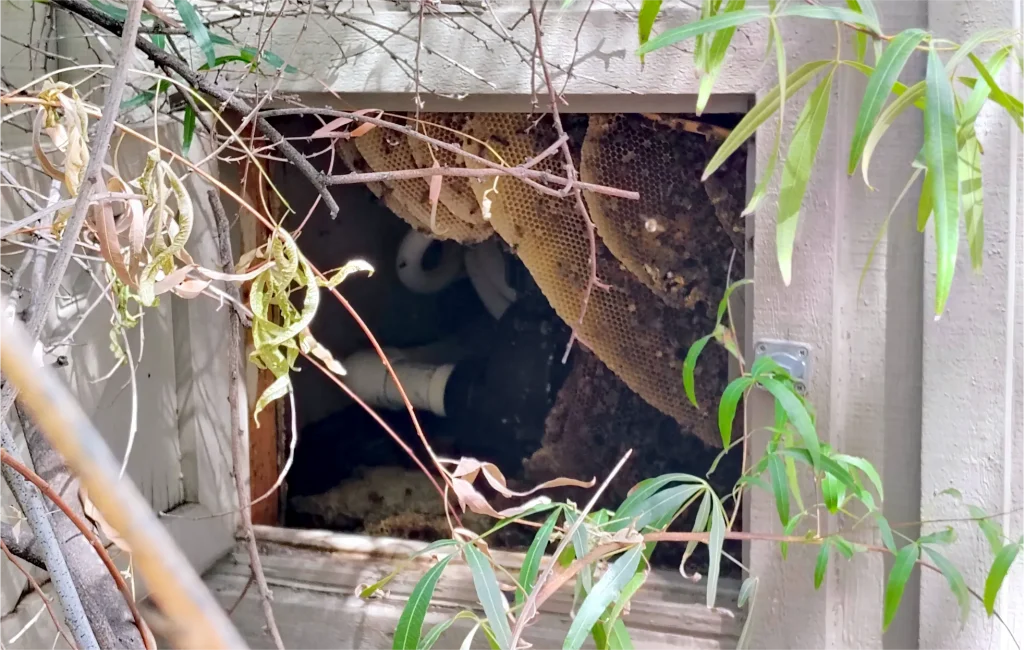 Large honey bee hive inside an exterior wall cavity at a Phoenix home