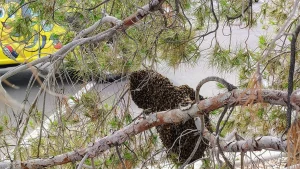 Large swarm of honey bees clustered on a tree branch in Phoenix Arizona