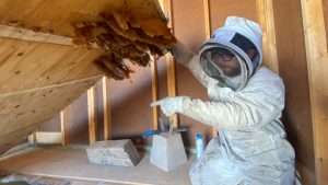 When you feel something’s off… and then Shaun finds a hive the size of a throw pillow under your shed floor. 🐝 Good thing we caught it early!