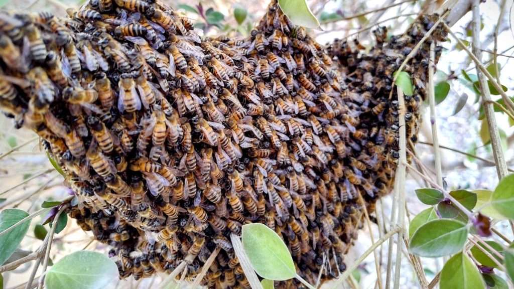 Honey bee swarm clustered on a tree branch