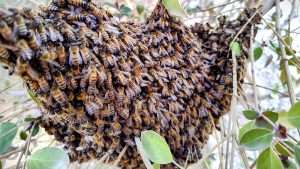 Honey bee swarm clustered on a tree branch
