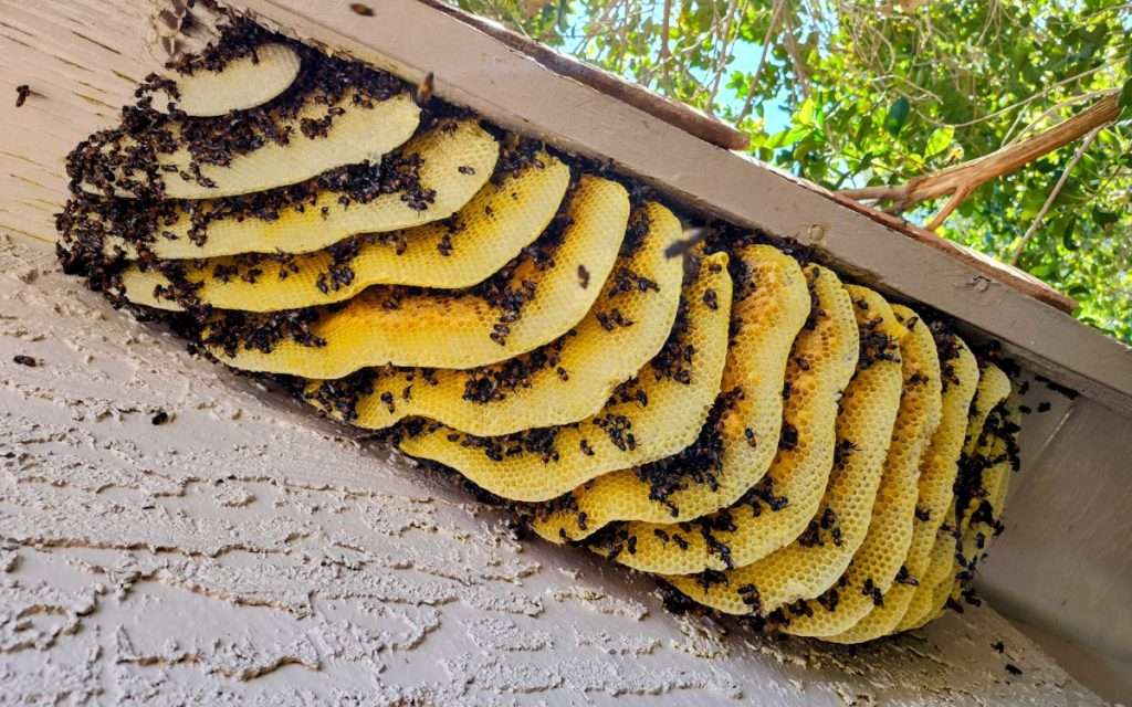 Large golden honeycomb built along the underside of a roof eave