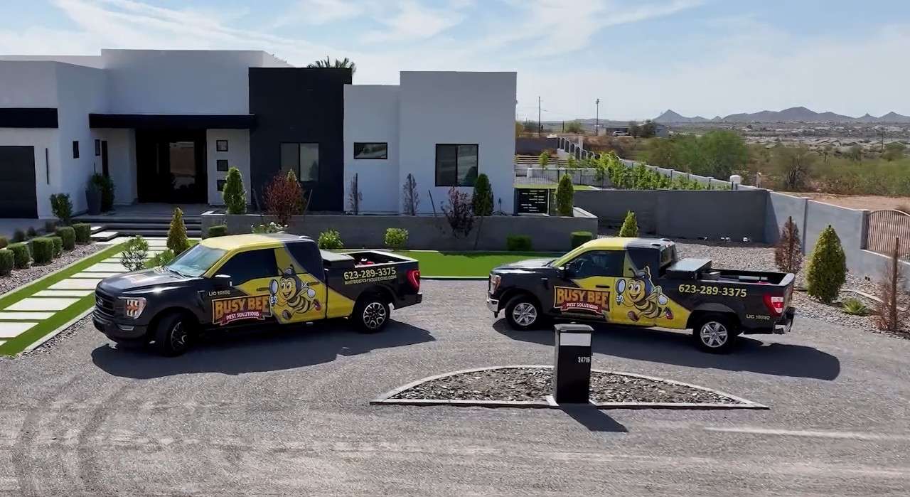 Bee Removal Company Near Me | Trusted Phoenix Experts