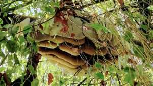 Large beehive hanging from tree branch surrounded by leaves, ideal situation for live bee removal in Phoenix