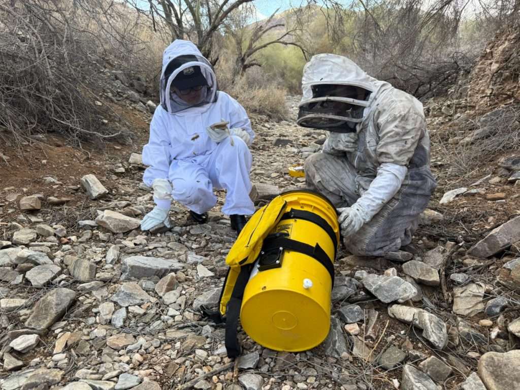 Beekeeper performing a live bee removal with a vacuum on a hillside