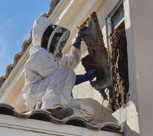 Beekeeper on a ladder removing a hive from under a roof eave