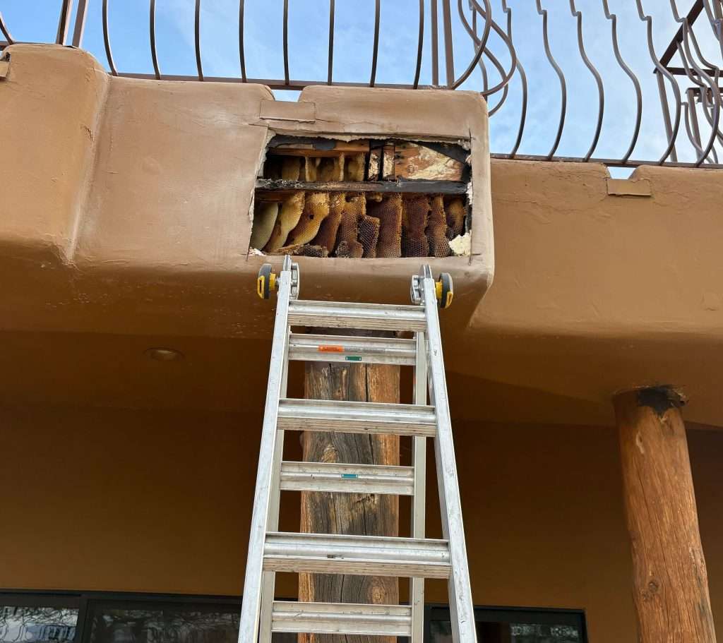 Open stucco exterior of a home with exposed honeycomb and beehive, a ladder set up for access. Showing the extensive, skilled work required for professional bee removal and repairs.