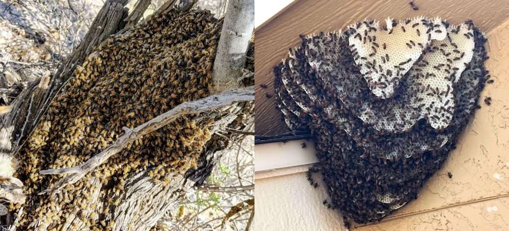 Side-by-side comparison of a bee swarm and an established hive