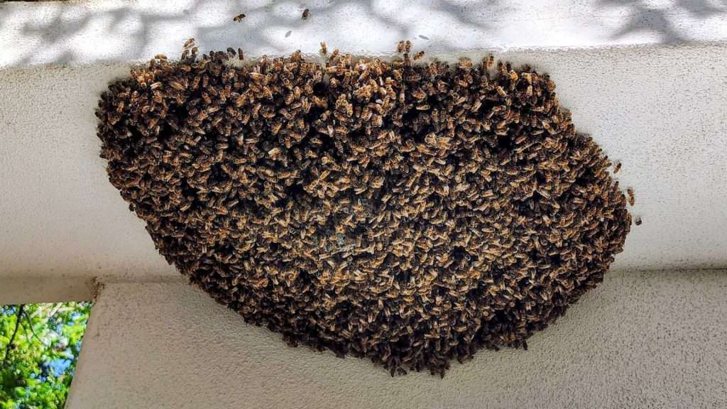 Bee Swarm Relocation in Phoenix: When the Sky Starts Humming