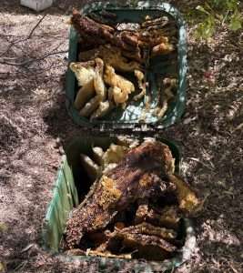 Honey bee colony built inside an irrigation valve box