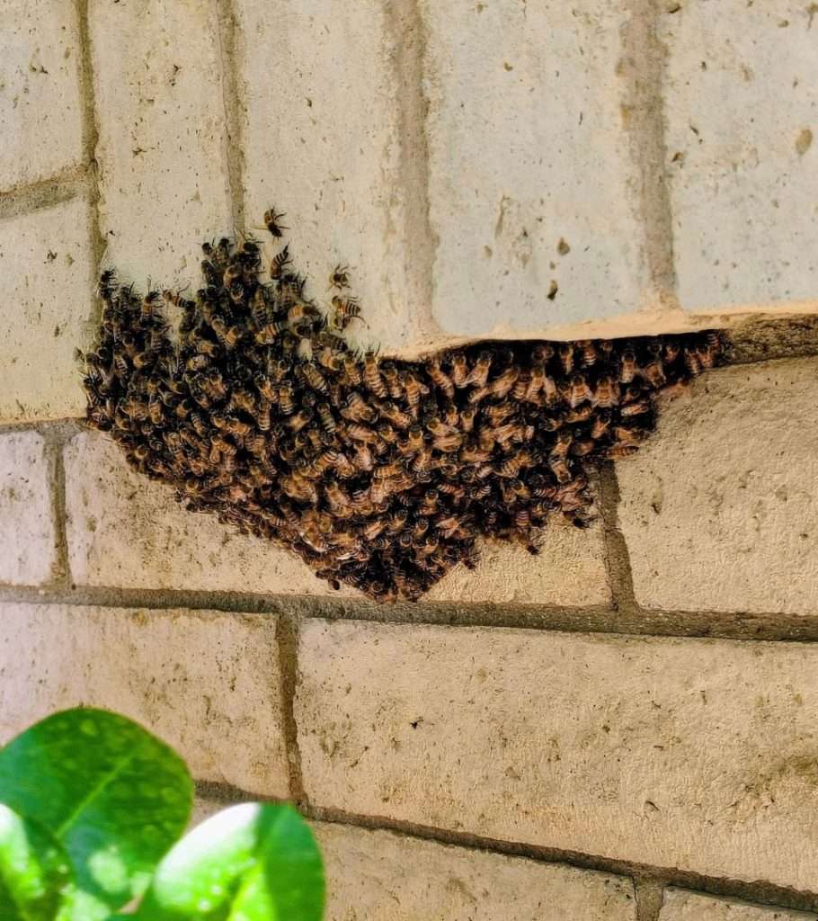 Bee swarm clustered under a brick wall ledge at a Scottsdale home