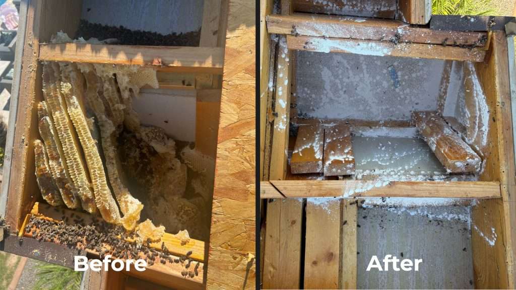Before and after photos of a honey and comb removal