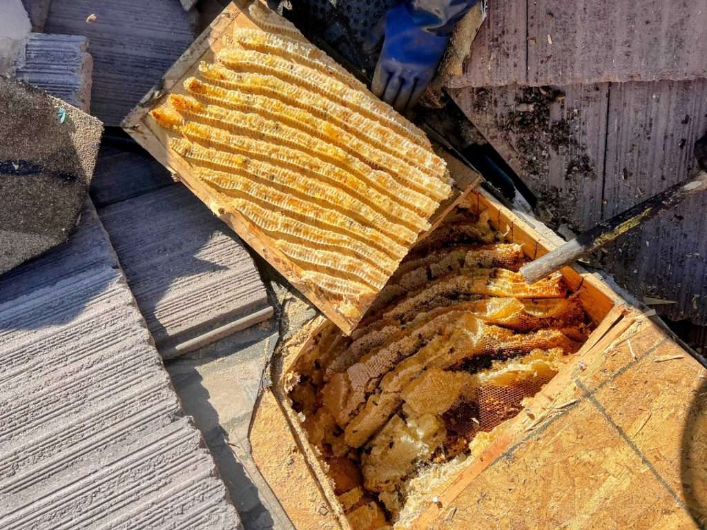 Honeycomb removed from a tile roof