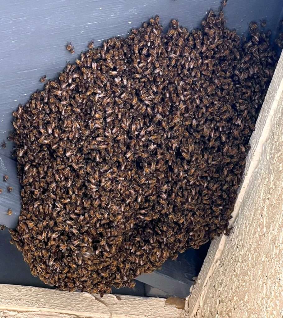Large honey bee swarm under a patio roof