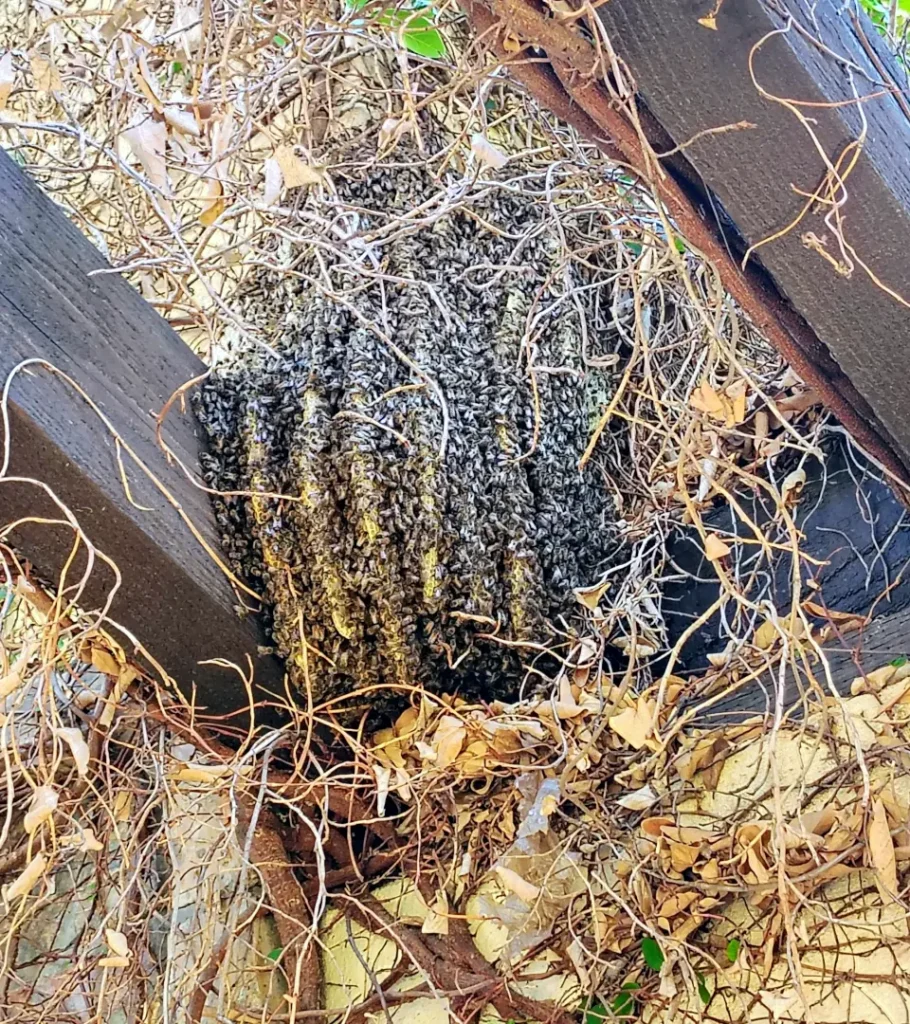 a very large bee hive on some outdoor beams in arizona