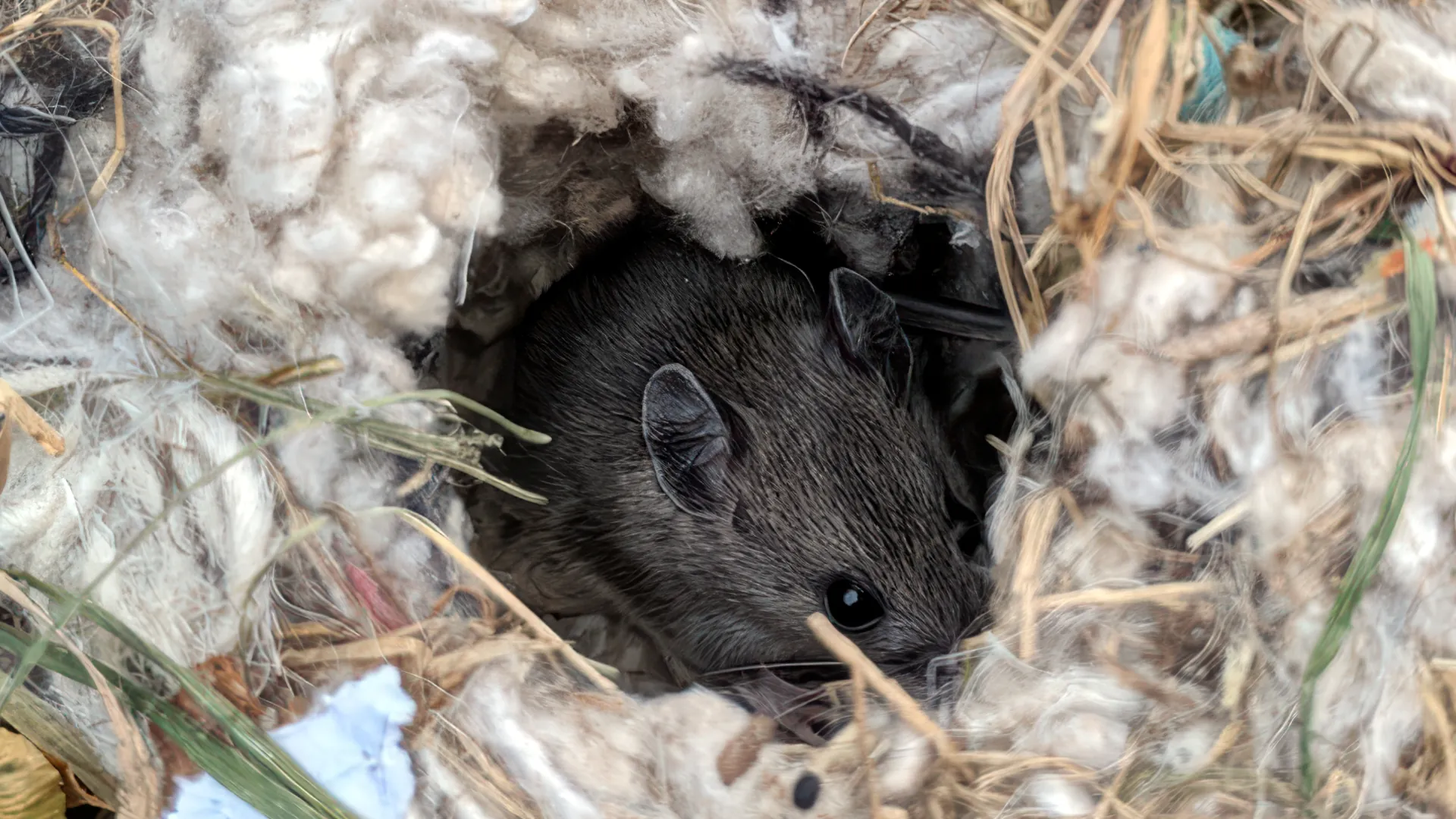 House mouse nest built from shredded insulation and plant material