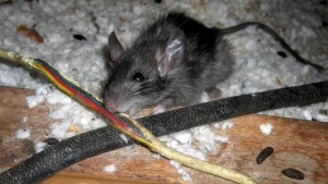 a rat chewing wires in an attic