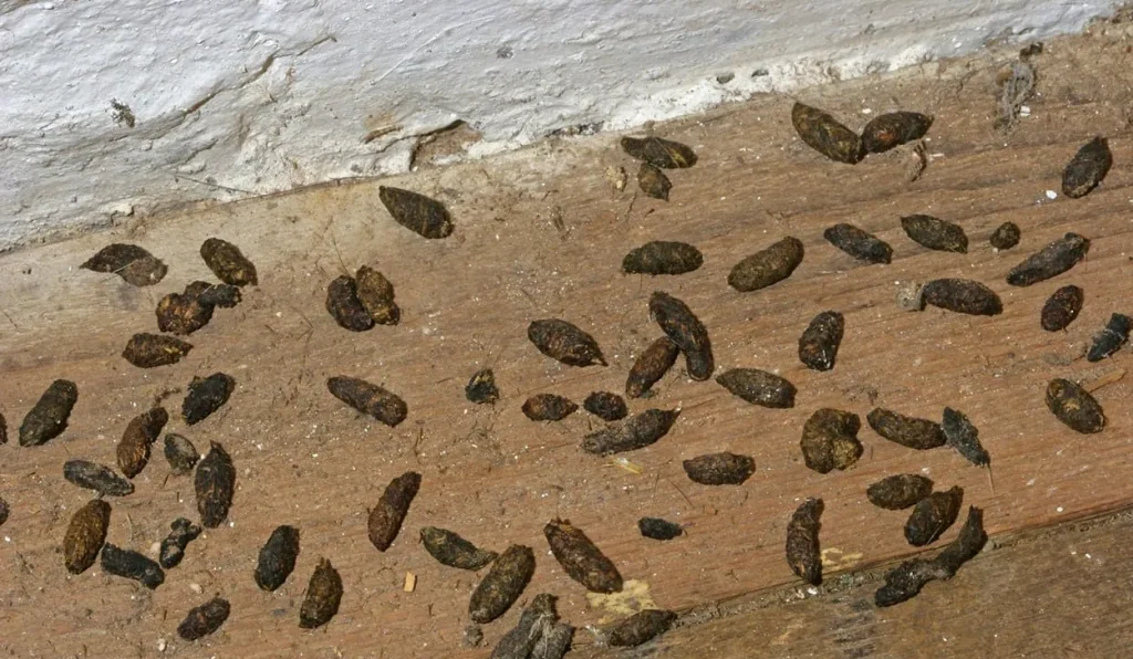 rat droppings
