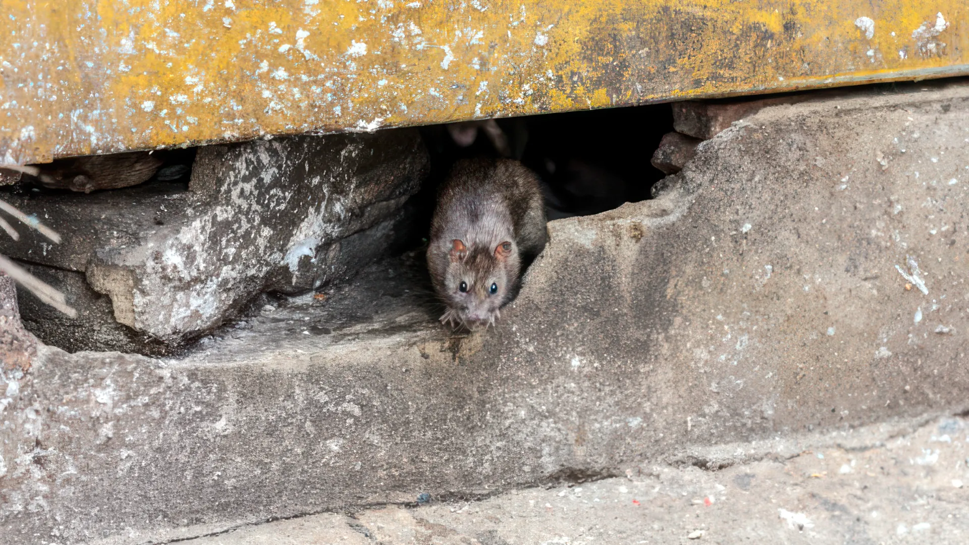 Rodent emerging from a gap in an exterior wall