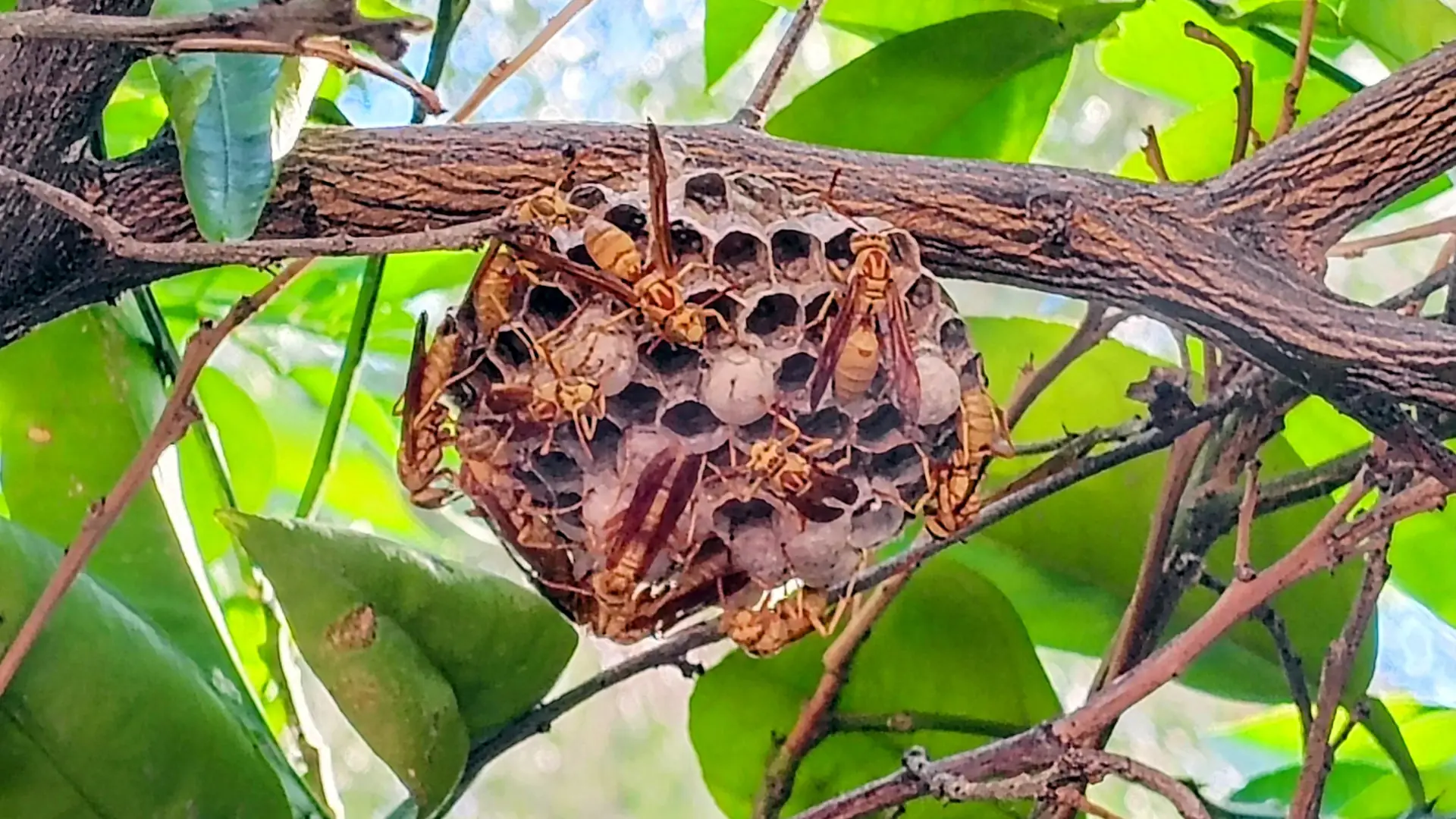 Is It Safe to Remove a Wasp Nest Yourself in Arizona?