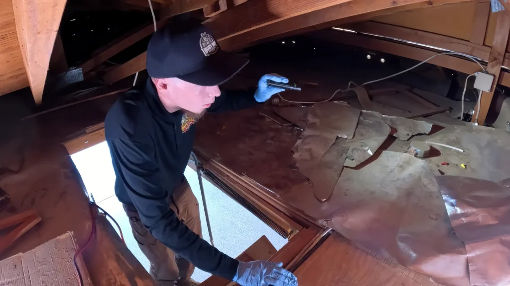 Rodent control technician inspecting attic for entry points