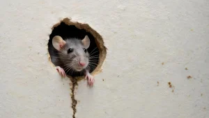 Rat peeking through a hole in the wall inside a house.