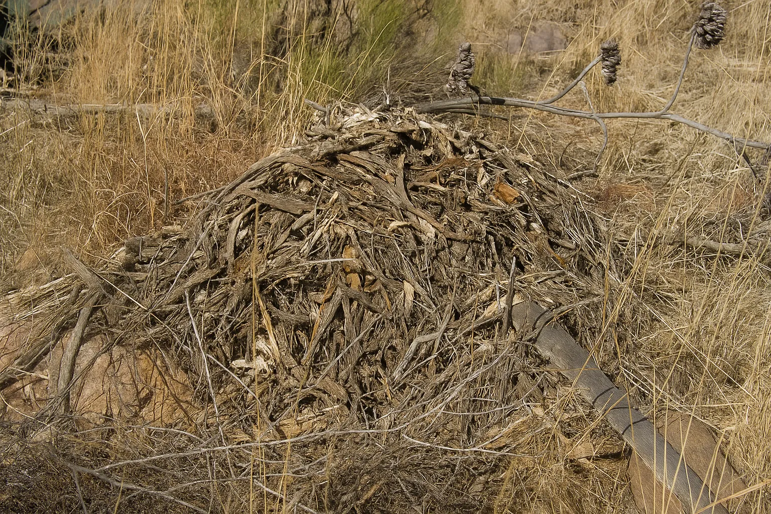 Desert pack rat midden built in a sheltered spot on a Phoenix property