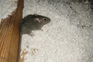 Roof rat in attic insulation, showing signs of rodent infestation including droppings, damaged insulation, and wood framing.