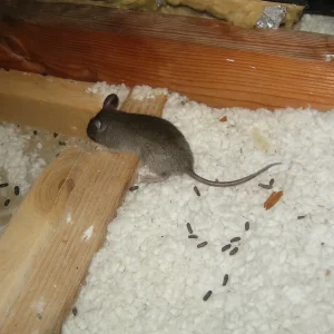 A small brown rat walks across white attic insulation littered with rodent droppings, near a wooden beam and exposed insulation above.