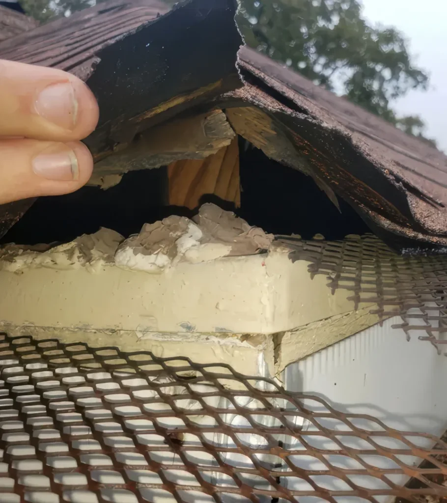 Exposed roof rat entry point located under damaged shingles during inspection