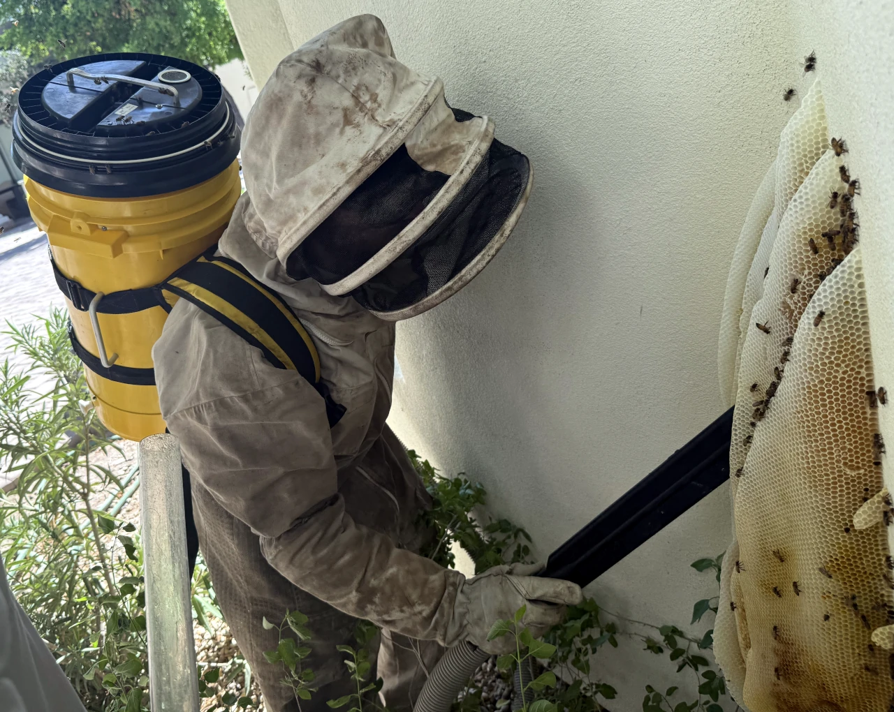 Live Bee Removal Phoenix | Humane Bee Relocation Experts