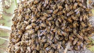 Close-up of a dense honey bee cluster, showing hundreds of bees gathered tightly together on a surface.