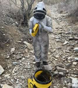 Professional beekeeper transferring rescued honey bees into a containment bucket after a live bee removal in Arizona desert terrain