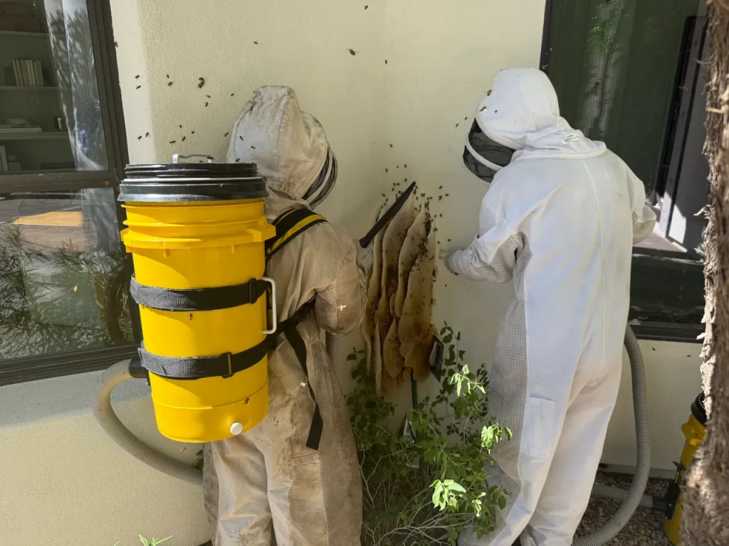 Two technicians in protective suits performing live honey bee removal, carefully extracting honeycomb and relocating bees from a home exterior without extermination.