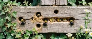 Carpenter bees using drilled holes in wood to build brood chambers containing pollen and larvae.