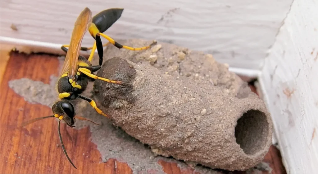 Mud dauber wasp (Sceliphron caementarium) and mud tube nest commonly found in Phoenix and East Valley homes.