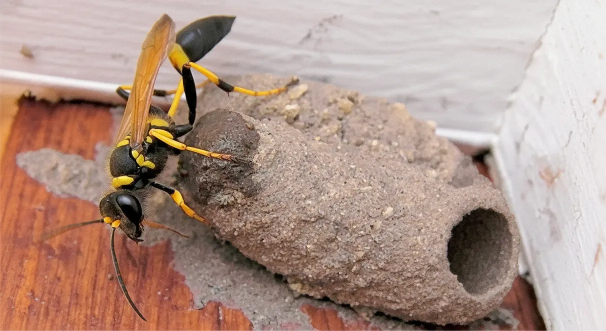 Mud dauber wasp (Sceliphron caementarium) and mud tube nest commonly found in Phoenix and East Valley homes.