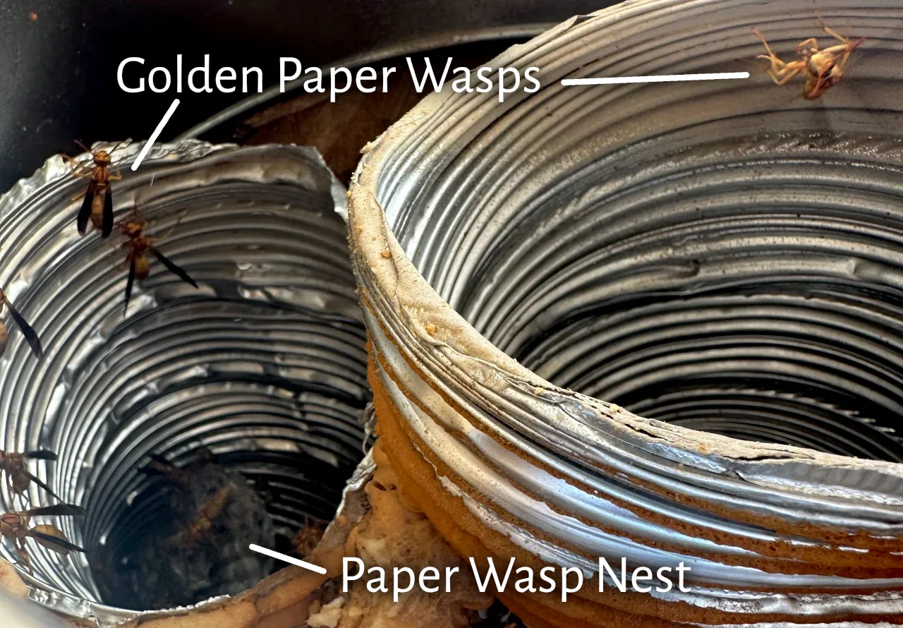 Golden paper wasps nesting inside flexible duct tubing with visible paper comb structure in Phoenix, Arizona.