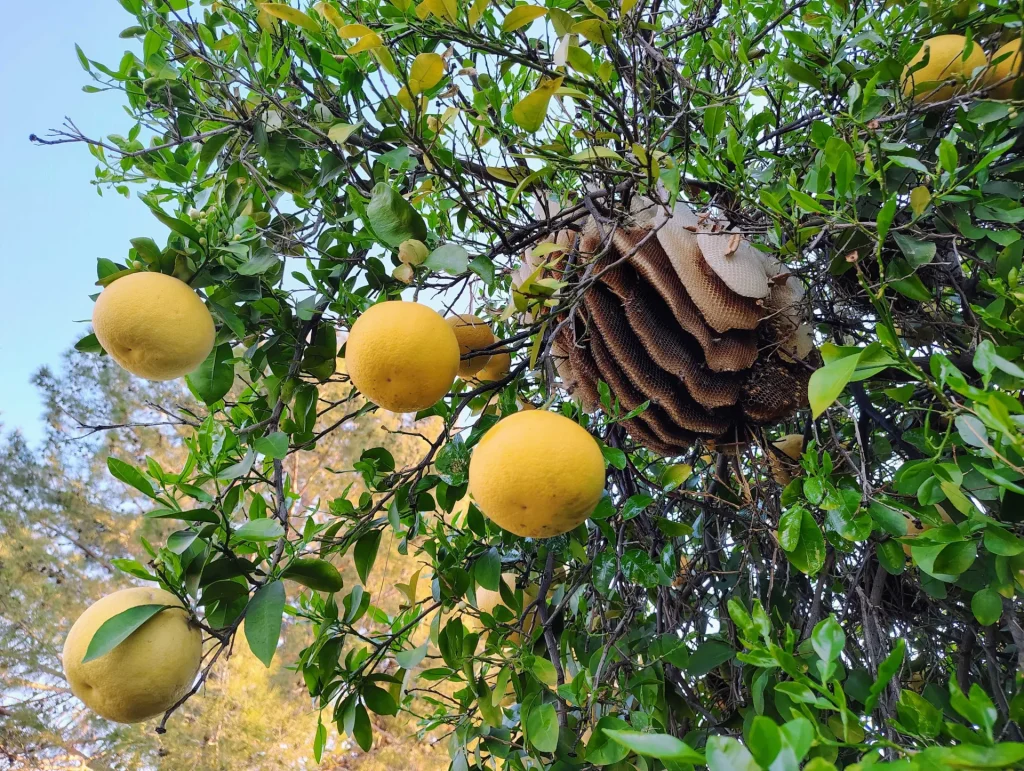 Honey bee hive built in a citrus tree with oranges hanging nearby