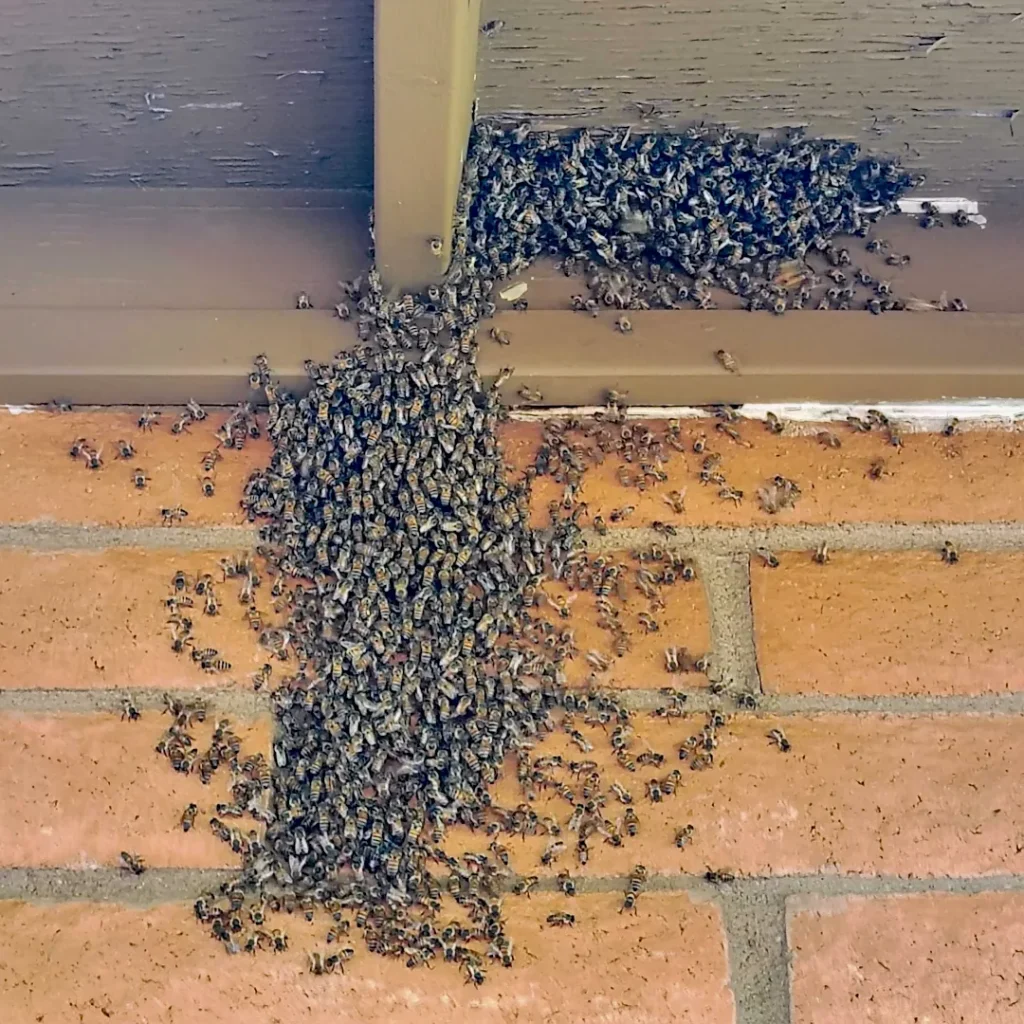 Honey bee swarm clustered on a brick wall