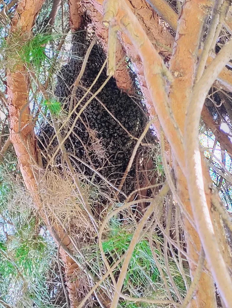 Large cluster of honey bees forming a hive inside branches of a pine tree