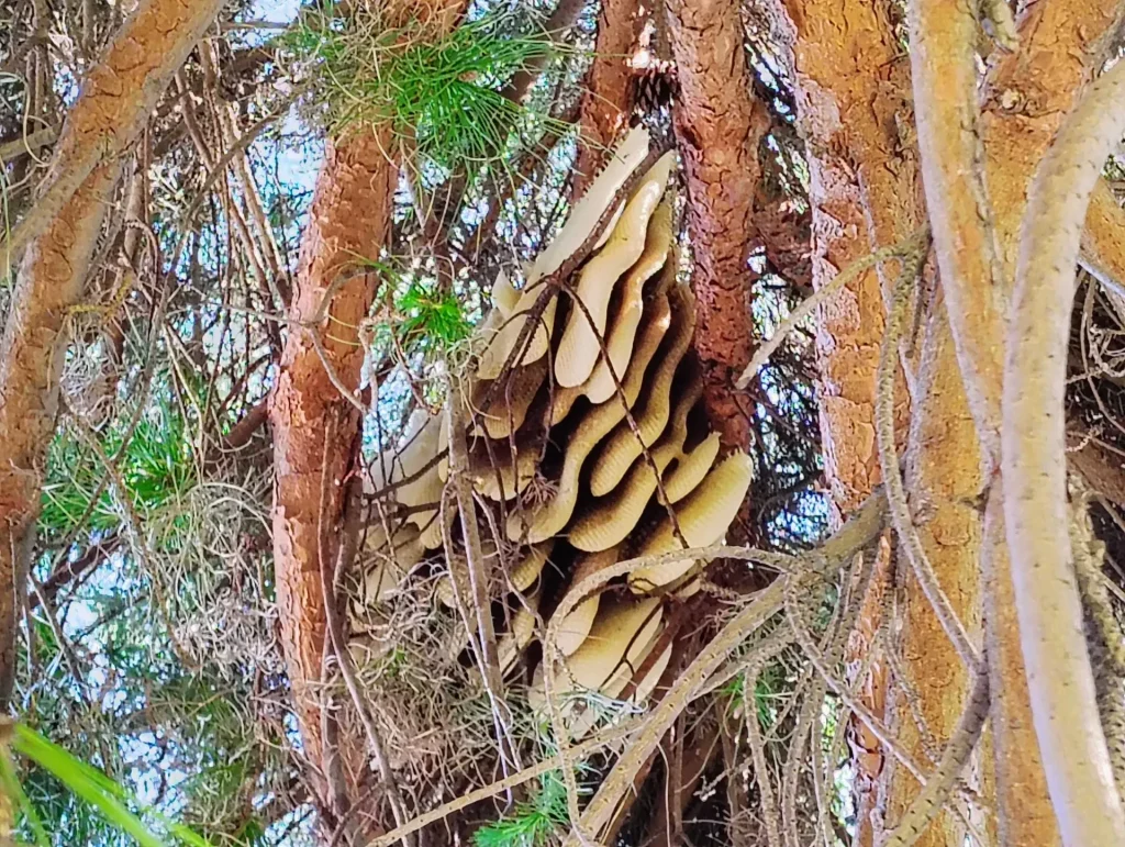 Large exposed honeycomb bee hive hanging from branches of a pine tree
